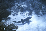 Nurse Shark Swimming above Reef System, consisting of Black Sea Rod Coral, Feather Black Coral, and Thin Leaf Leather Coral Near United States Virgin Islands by John C. Ogden