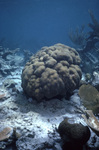 Mountainous Star Coral Near United States Virgin Islands by John C. Ogden