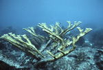 Elkhorn Coral Near United States Virgin Islands