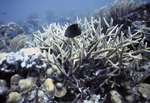 Longfin Damselfish Swims by Staghorn Coral Near United States Virgin Islands, A