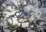 Turtle Grass and Sea Urchin Near United States Virgin Islands, A