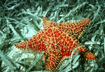 West Indian Sea Star Laying in Turtle Grass Near United States Virgin Islands