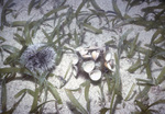 Turtle Grass and Sea Urchin Near United States Virgin Islands, B