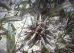 Slate Pencil Urchin, nestled in Turtle Grass and Sand Bed Near United States Virgin Islands