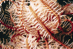 Celtic Feather Star Near United States Virgin Islands