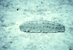 Eyed Flounder Resting on Sand Bed Near United States Virgin Islands