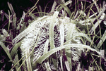 Turtle Grass and Sea Urchin Near United States Virgin Islands, C