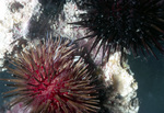 Two Sea Urchins Near United States Virgin Islands