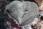 Elephant Ear Sponge Nestled Between Coral Near United States Virgin Islands