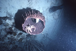 Crab Sheltering Inside a Hollow Coral Near United States Virgin Islands