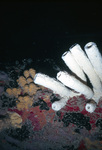 Fossilized Tube Coral, Discoloring Near United States Virgin Islands