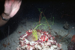 A Sponge Pumping Flourescein Near United States Virgin Islands