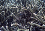 Longfin Damselfish Swims by Staghorn Coral Near United States Virgin Islands, B