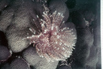 Southern Fan Worm Rests on Blushing Star Coral in Tague Bay, St. Croix, United States Virgin Islands, A