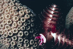 Honeycomb Coral and Spiral Tube Worm in Tague Bay, St. Croix, United States Virgin Islands