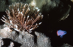 Southern Fan Worm Rests on Blushing Star Coral in Tague Bay, St. Croix, United States Virgin Islands, B