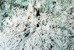 Eupolymnia Spaghetti Worm Grows From Sand Bank in Tague Bay, St. Croix, United States Virgin Islands