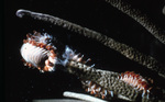 Bearded Fireworm on Yellow Sea Whip Coral in Tague Bay, St. Croix, United States Virgin Islands