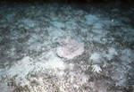 Sea Grass Bed in Tague Bay, St. Croix, United States Virgin Islands by John C. Ogden