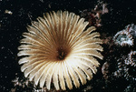 Slime Tube Worm in Tague Bay, St. Croix, United States Virgin Islands by John C. Ogden