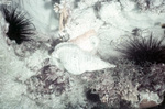 Trumpet Triton Shell and Sea Urchins in Tague Bay, St. Croix, United States Virgin Islands by John C. Ogden