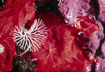 White Fan Bryozoans and Others Near, United States Virgin Islands by John C. Ogden