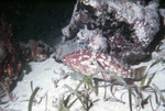 Pacific Mutton Hamlet and Turtle Grass, Near St. John, United States Virgin Islands by John C. Ogden