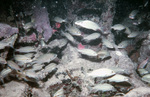 Bluestriped Grunt Navigates Coral Near St. John, United States Virgin Islands by John C. Ogden