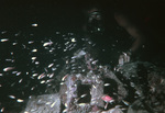 Scuba Diver, Rockfish and Bleeding Heart Tetra Near St. John, United States Virgin Islands by John C. Ogden