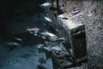 Squirrelfish, Tomate Grunt, and Yellow Goatfish, Reef Two, United States Virgin Islands, A by John C. Ogden