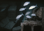 Yellow Goatfish in Artifical Reef, Reef A, United States Virgin Islands by John C. Ogden