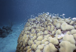 Juvenile Porkfish Navigates Mustard Hill Coral in Tague Bay, St. Croix, United States Virgin Islands