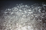 French Grunts Pass Turtle Grass Near El Garrafón, Isla Mujeres, Mexico, B by John C. Ogden