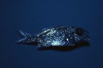 Bioluminescent Deep Sea Fish Near El Garrafón, Isla Mujeres, Mexico by John C. Ogden