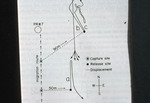 Diagram Displaying Grunt Fish Orientation at Parque Garrafón in Isla Mujeres, Mexico, circa 1973-1990, B by John C. Ogden