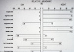 Bar Graph, John C. Ogden, Robblee Thesis, Night and Day Abundance of Fish in Seagrass Beds, circa 1979 by John C. Ogden