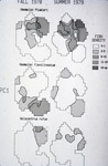 Diagram, John C. Ogden, Grunt Fish vs Longspine Squirrelfish Density, Fall 1978 and Summer 1979 by John C. Ogden