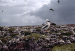 Booby Chick, Sombrero Island, June 10, 1979