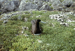 Brown Booby Nestled in Portulaca oleracea, Sombrero Island, June 10, 1979