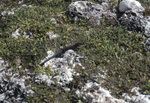 Sombrero Ameiva Eating Portulaca Oleracea Flowers, Sombrero Island, June 11, 1979, A