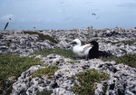 Mother and Brown Booby Chick in Field, Sombrero Island, June 11, 1979, A