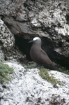 Anous Stolidus Standing on Rock Formation, Sombrero Island, June 11, 1979