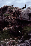 Bridled Tern and Boobies on Rock Formation, Sombrero Island, June 11, 1979