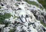 Brown Booby Chick, Sombrero Island, June 11, 1979