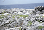 Royal Terns, Sombrero Island, June 11, 1979