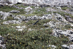 Ameiva Corvina Eating Portulaca Oleracea Flowers, Sombrero Island, June 11, 1979, B