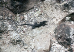 Ameiva Corvina Among Rocks, Sombrero Island, June 11, 1979