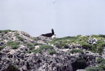 Mother and Brown Booby Chick in Field, Sombrero Island, June 11, 1979, B