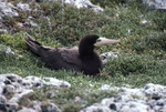 Nesting Brown Booby, Sombrero Island, June 11, 1979