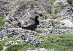 Mother and Brown Booby Chick in Field, Sombrero Island, June 11, 1979, C